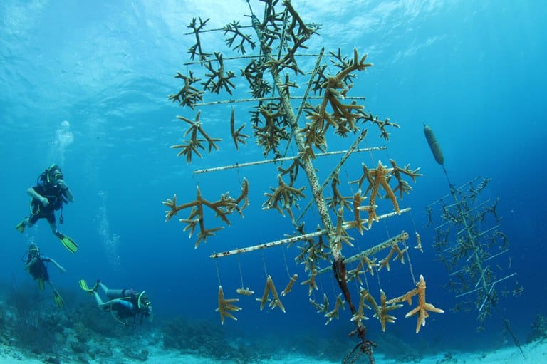 Staghorn coral nursery