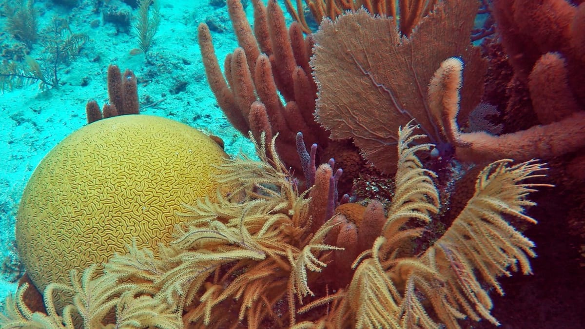 Reefs are getting softer
