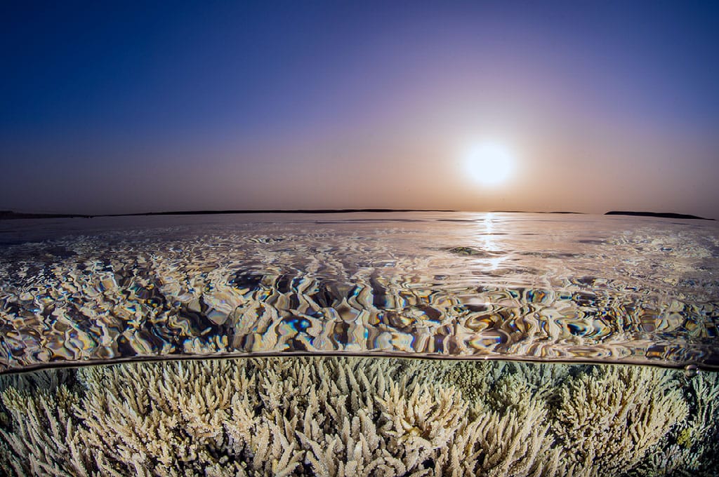 COVID-19 Gave the World's Reefs Only a Breathing Space