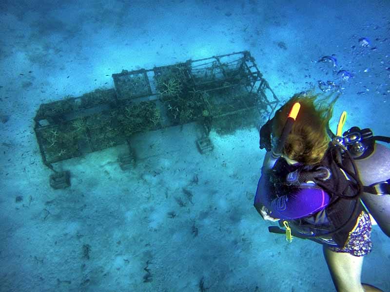 Half a trillion corals worldwide
