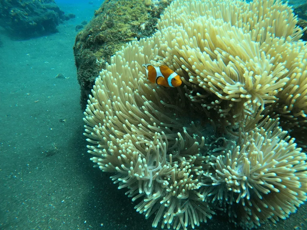 A clownfish sheltered by an anemone