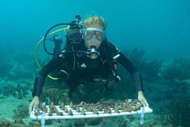 A scuba diver holds a nursery frame carrying small coral fragments underwater.
